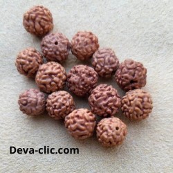 Perles rudraksha 8 mm