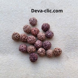 Perle rudraksha